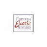 CALIFORNIA EXOTIC NOVELTIES